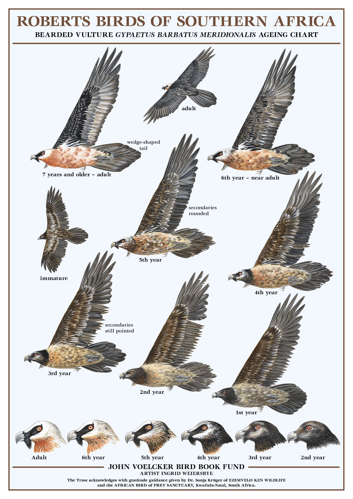 Bearded Vulture Aging Chart